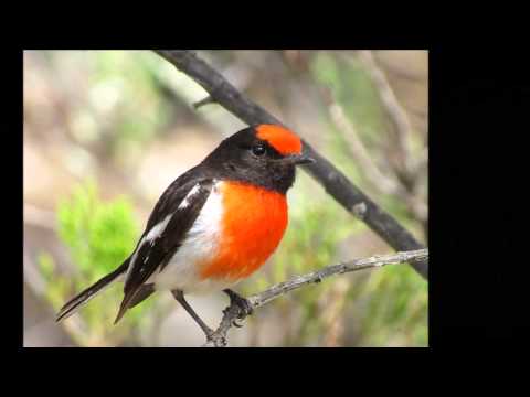 2014 Australian Birds Desk Calendar...by Frenchy & Chaddy