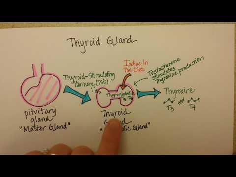 Thyroid Gland Function