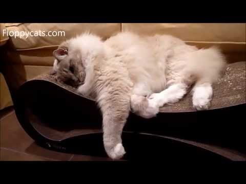 download lagu mp3 mp4 Rainbow Catnip Toy, download lagu Rainbow Catnip Toy gratis, unduh video klip Rainbow Catnip Toy