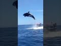 Beautiful killer whale (orca) jumping out of the ocean