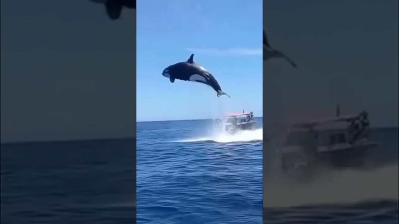 Beautiful killer whale (orca) jumping out of the ocean