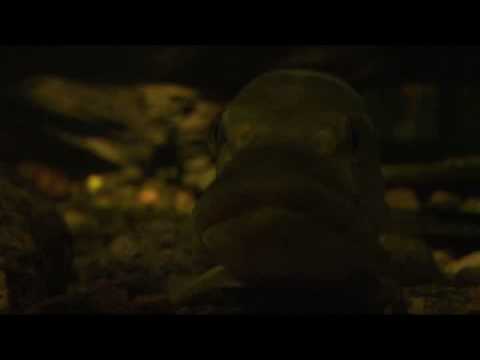 Gone Fishing Show Jyrki69 Part 13 of 15 - Mr. Pike