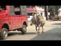 Why Did The Chicken Cross The Road Mov