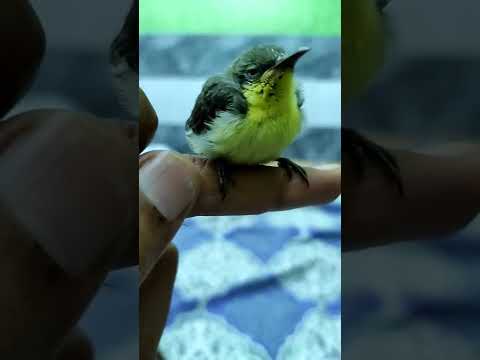 today i rescue sunbird l hummingbird rescue cute baby l hummingbird baby l YouTube l YouTube shorts