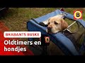 Loslopende honden en fietsers, gaat dat samen? | Brabants Buske
