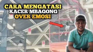 Download lagu CARA MENGATASI KACER MBAGONG OVER EMOSI mp3 Download lagu CARA MENGATASI KACER MBAGONG OVER EMOSI mp3