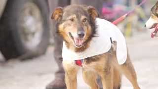 Sled Dogs in Slow Motion