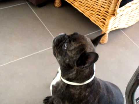 MouchMouche contre Miss CloClo