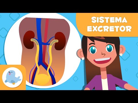 SISTEMA EXCRETOR 🧍🏻‍♂️ El aparato urinario y las glándulas sudoríparas 🧬 Ciencia para niños