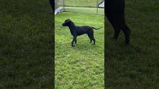 Video preview image #1 Mutt Puppy For Sale in Rootstown, OH, USA