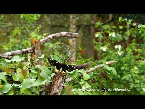 食草を探すゴライアストリバネアゲハ　4K