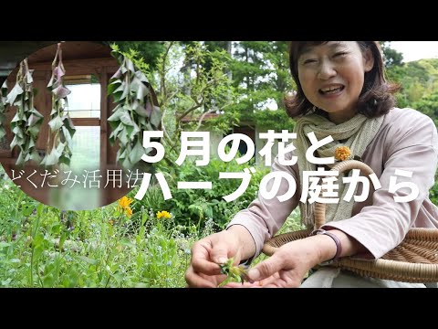 園芸 カモミールの花アクロクリニウム