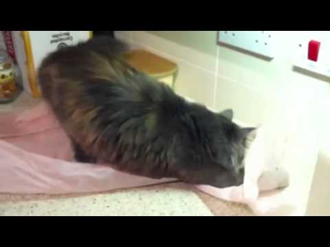 Sybil our Siberian cat