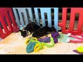 Chihuahua dogs for sale: Lucius - Video 1
