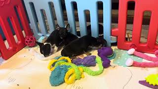 Video preview image #11 Chihuahua Puppy For Sale in CHARLESTON, AR, USA
