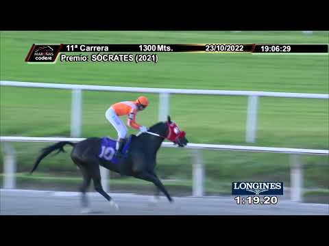 221023 c11 CITRONELLA