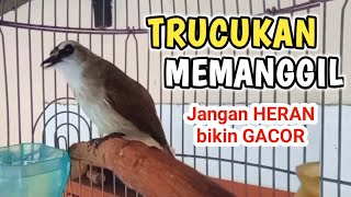 Download lagu Cepat bikin GACOR...Pancingan trucukan BETINA MEMANGGIL JANTAN Trucukan jadi gacor siang malam mp3