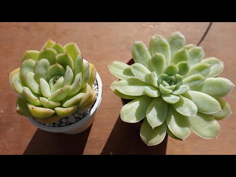 ヘザー:秋に最も美しい5つの品種 植物