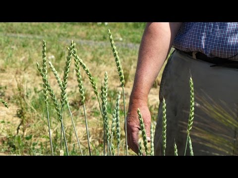 Ancient Grains Revival: A Farmer's Mission to Preserve Diversity