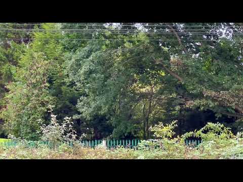 66551 working 6Y53 from Crewe Basford Hall SSM to Guide Bridge West Junction 3/9/22