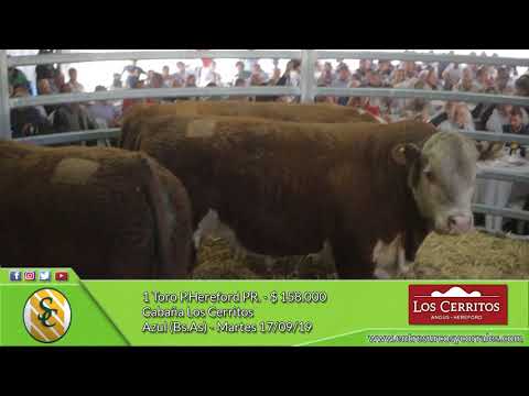 17-09-19 - Venta de Toros P.Hereford PR. - Cabaña Los Cerritos - Azul