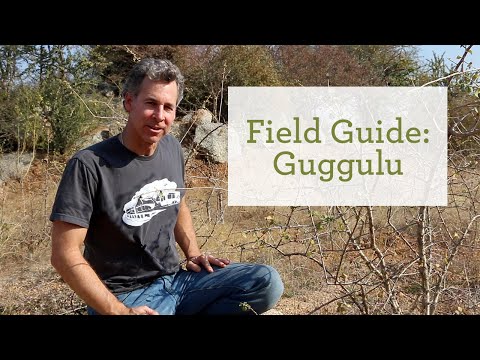 Guggulu/guggul benefits