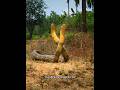 Thrilling This Is How Two Male King Cobras Fight Snake Kingcobra Shortvideo