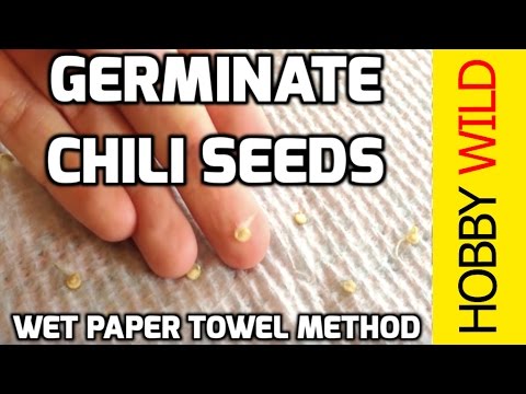 HOW TO GERMINATE CHILI SEEDS (Wet Paper Towel Method)