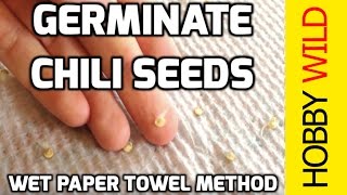HOW TO GERMINATE CHILI SEEDS (Wet Paper Towel Method)