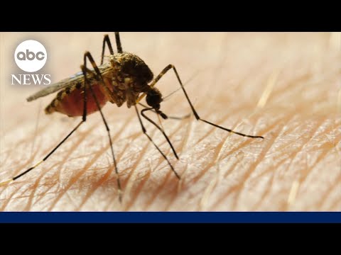 'Nightmare bacteria' cases are increasing in the US