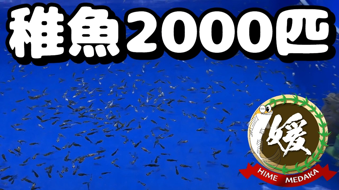 ２０００匹の稚魚！１匹のメスが数十万個の卵を産卵！？【媛めだか】