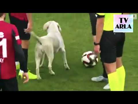 Qeni futet ne fushe gjate lojes