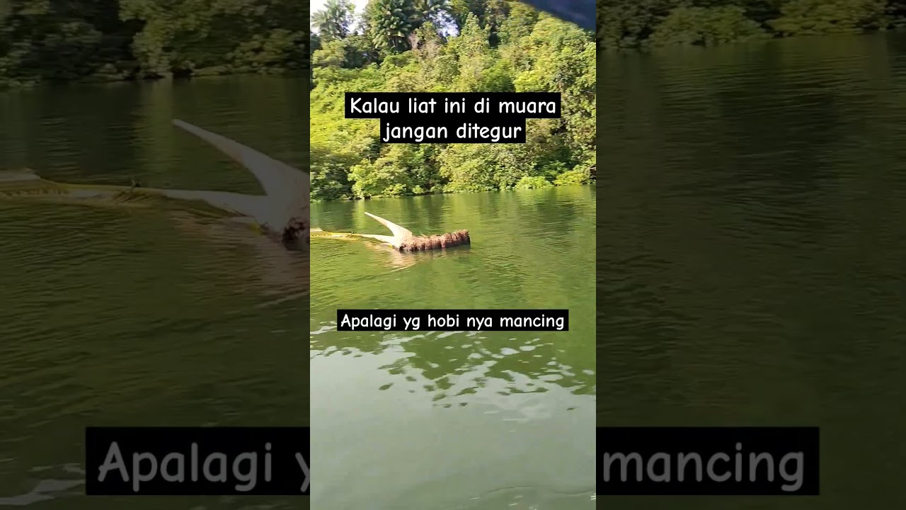 serem nipah hanyut di muara #mancing #nipah #ikan #muara #laut