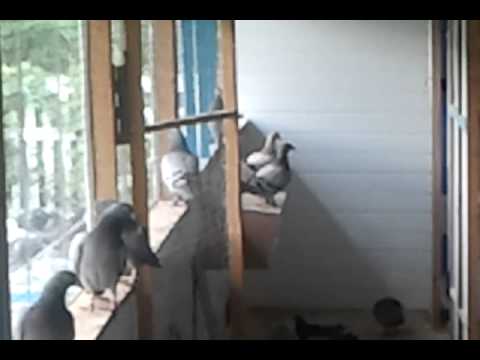 HONEST RACE antrenament-sosire 2013.07.31- 08:32:40