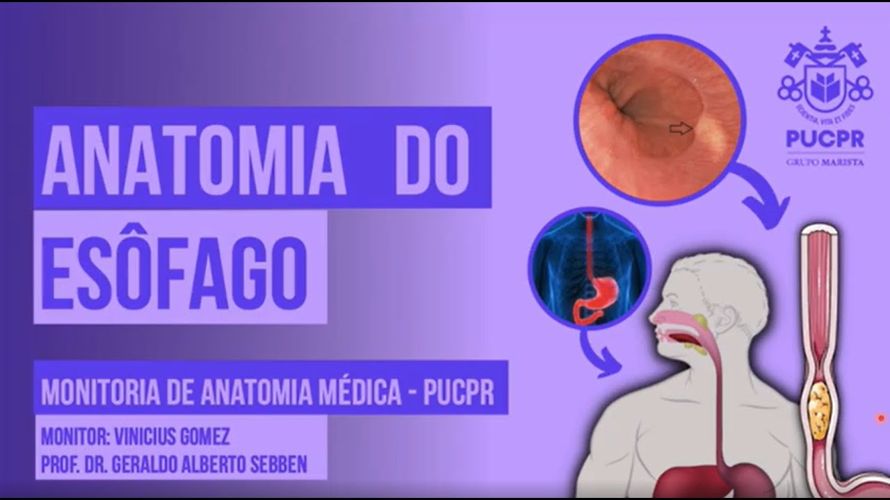 Esôfago - Monitoria de Anatomia Médica PUCPR