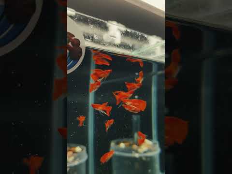 Feeding Albino Koi Ribbon Favorit saya
