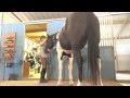 How To Brush A Horse Before You Ride