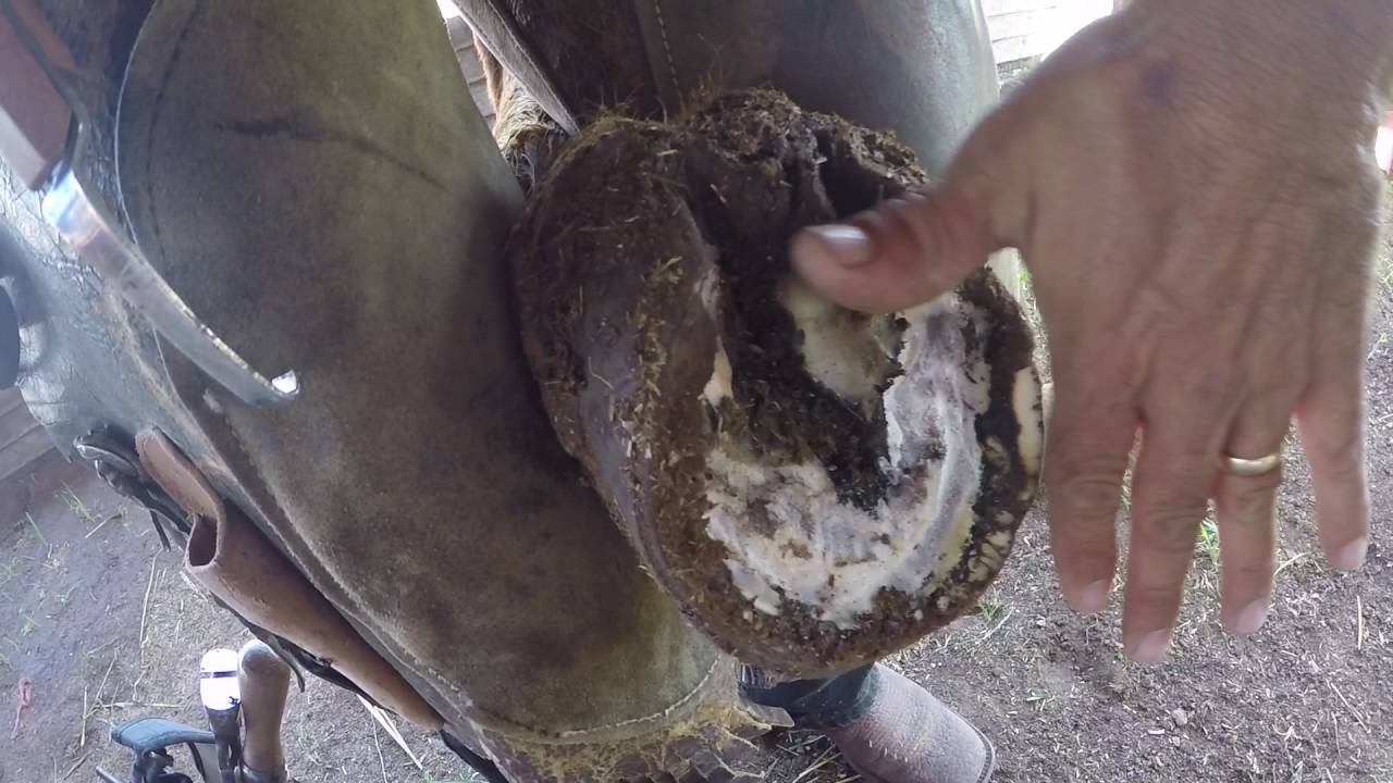 Watch Recorte de Cascos Caballo Descalzo (BAREFOOT HOOF TRIMMING) Now Recorte de Cascos Caballo Descalzo (BAREFOOT HOOF TRIMMING)