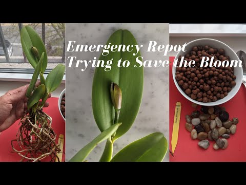 Emergency Cattleya Orchid Repot | Unscheduled Leca Transition Cleanup
