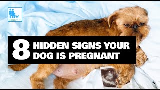 8 Hidden Signs Your Dog is Pregnant