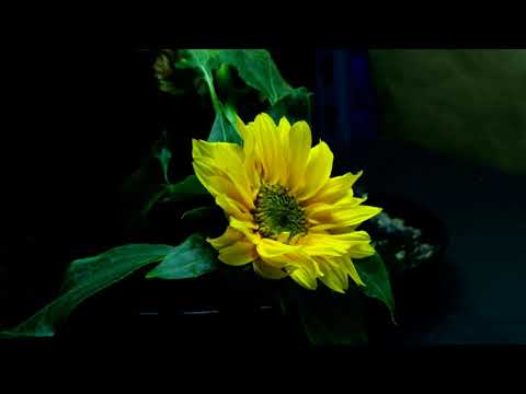 Tommy Gustav - Awakeness (Unofficial Video)