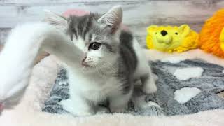 マンチカンの動画01