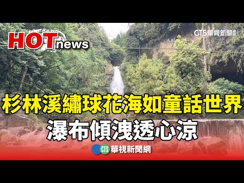杉林溪繡球花海如童話世界　瀑布傾洩透心涼