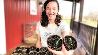 Grow HEALTHY Seedlings - Works EVERY TIME! (+ some BIG news!)