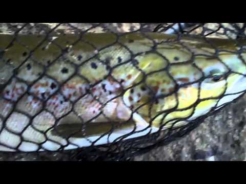 Víðidalsá - Hólmavík -  Dagur 43 - http://gustig.blog.is