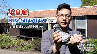 【名鴿欣賞】2013查特盧6005羽全國冠軍丨B12-5047042 少女號丨凡赫特姆-斯胡曼斯