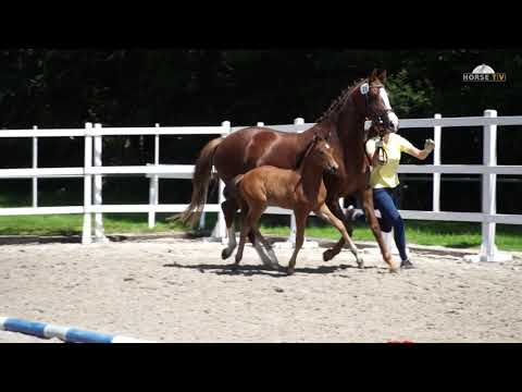 Nr 29 Fusionist Livaldon