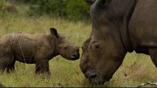 preview picture of video 'Thandi and calf emerge from scrub at Kariega'