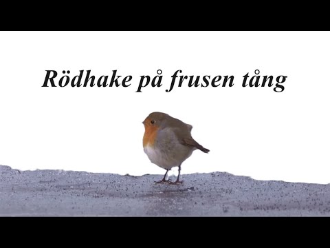 A Charming European Robin On Frozen Seaweed /KD Arvidsson