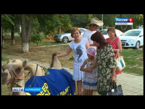 Вести «Калмыкия»: дневной выпуск 03.08.2017